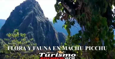 Imágen de unos arbustos, en el medio y de fondo la ciudadela Inca de Machu Picchu
