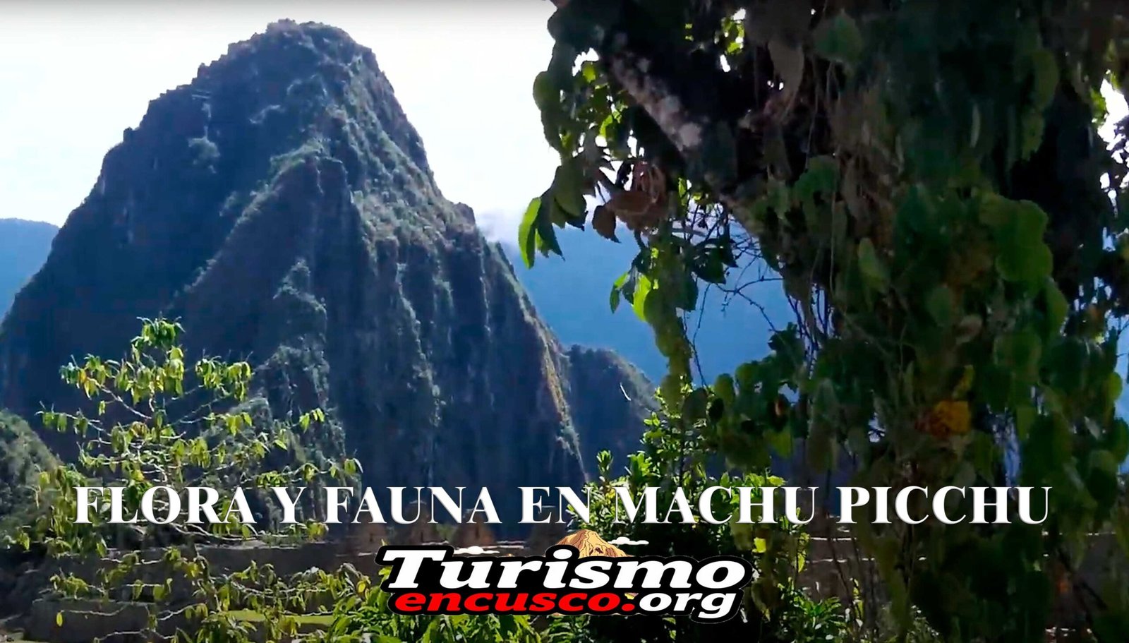 Flora y Fauna en Machu Picchu: La belleza natural que rodea la ciudadela Inca