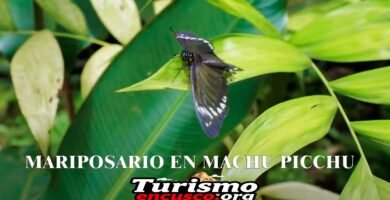 Imágen en primer plano de un mariposa sobre las hojas de un arbol con el titulo del artículo y el logo de la web en color blanco en la parte de abajo
