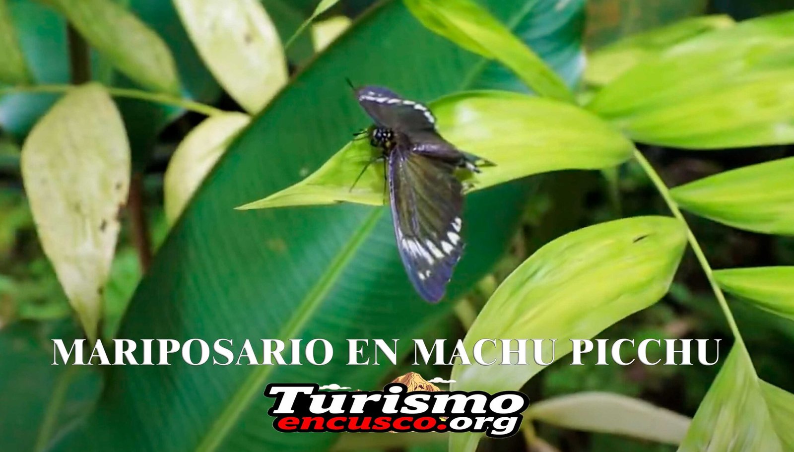 El Mariposario de Machu Picchu: Un destino imperdible si eres amante de la naturaleza